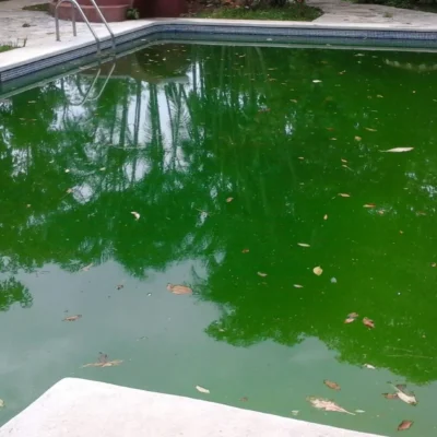 Recuperación del agua verde en piscinas El agua verde de una piscina es consecuencia del desarrollo de microalgas. Para solucionarlo, hay que limpiar, filtrar el agua y utilizar productos específicos. El tratamiento del agua con alguicidas, floculantes o clarificantes, junto al análisis del ph, son necesarios para tratar el agua antes del primer chapuzón. Recuperación del agua verde en piscinas El agua verde de una piscina es consecuencia del desarrollo de microalgas. Para solucionarlo, hay que limpiar, filtrar el agua y utilizar productos específicos. El tratamiento del agua con alguicidas, floculantes o clarificantes, junto al análisis del ph, son necesarios para tratar el agua antes del primer chapuzón.